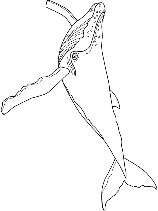Coloriage Baleine Humpback - Poisson à imprimer