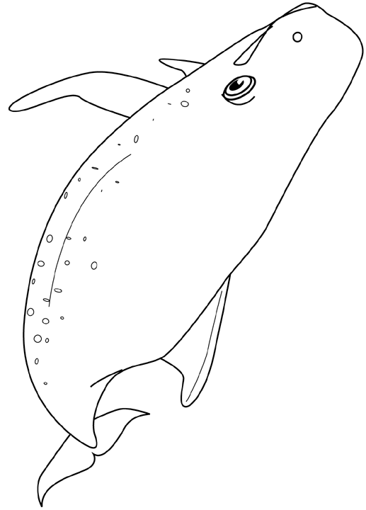 Coloriage Baleine - Poisson à imprimer