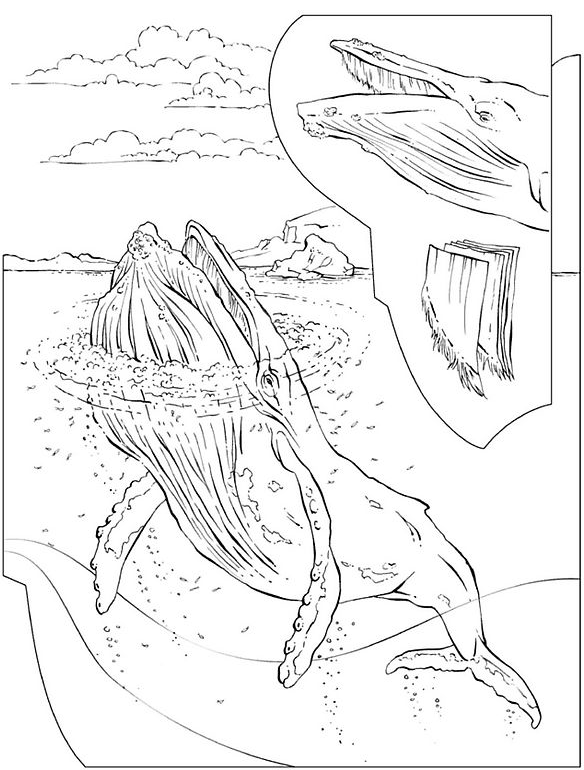Coloriage Baleines Bosse - Animaux à imprimer