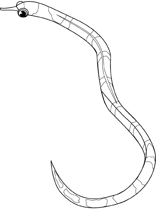 Coloriage Banded Pipefish - Poisson à imprimer