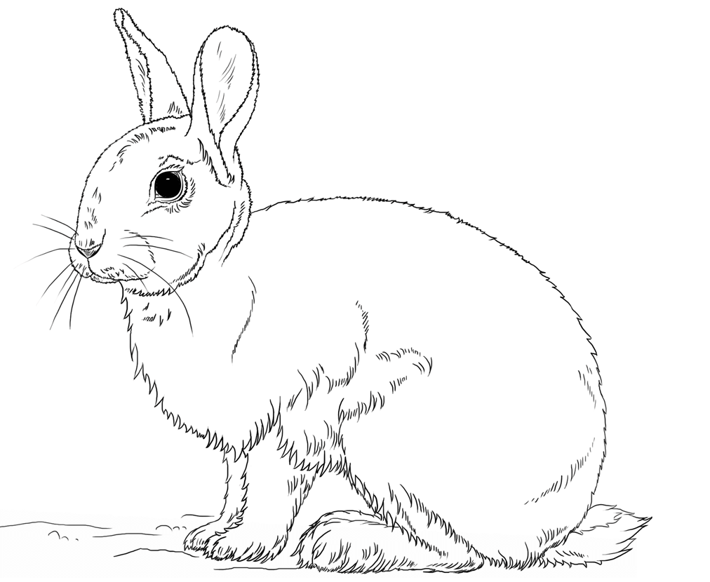 Coloriage Beau Lapin Réaliste - Lapin à imprimer
