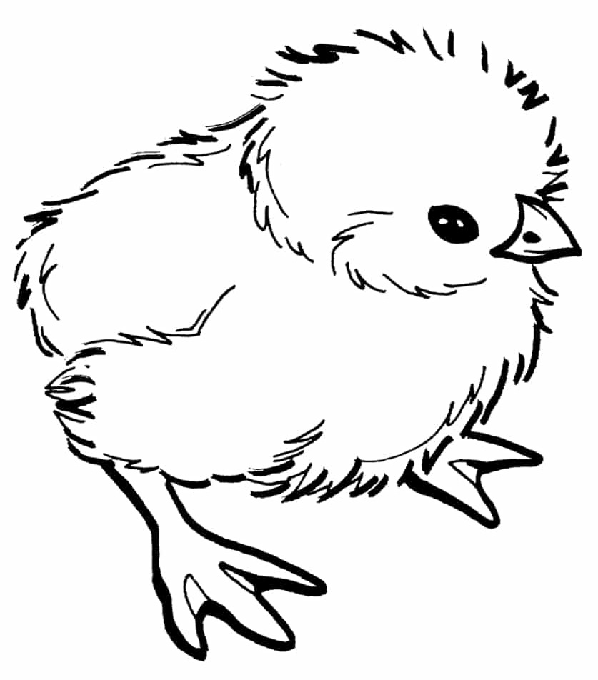 Coloriage Poussin