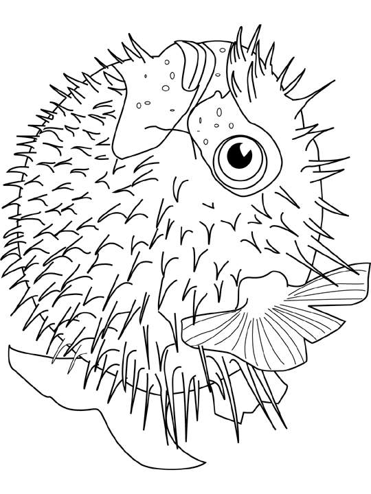 Coloriage Blowfish - Poisson à imprimer