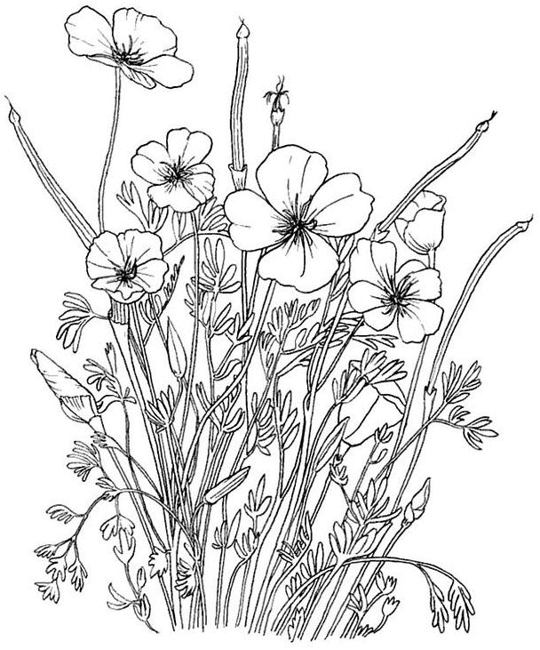 Coloriage Boutons D'Or - Fleurs à imprimer