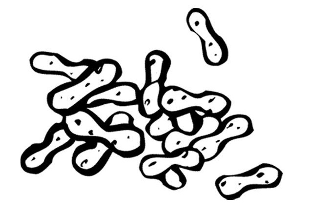Coloriage Cacahouete Noix - Noix à imprimer