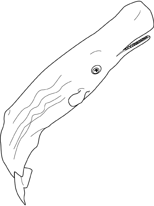 Coloriage Cachalot - Animaux à imprimer