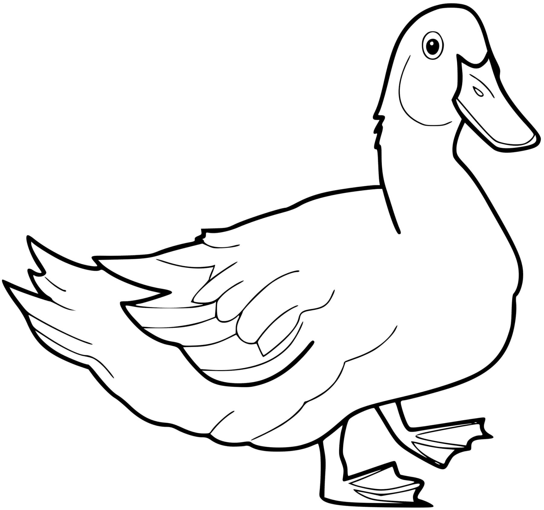 Coloriage Canard Réaliste - Canard à imprimer
