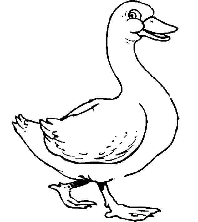 Coloriage Canard - Animaux à imprimer