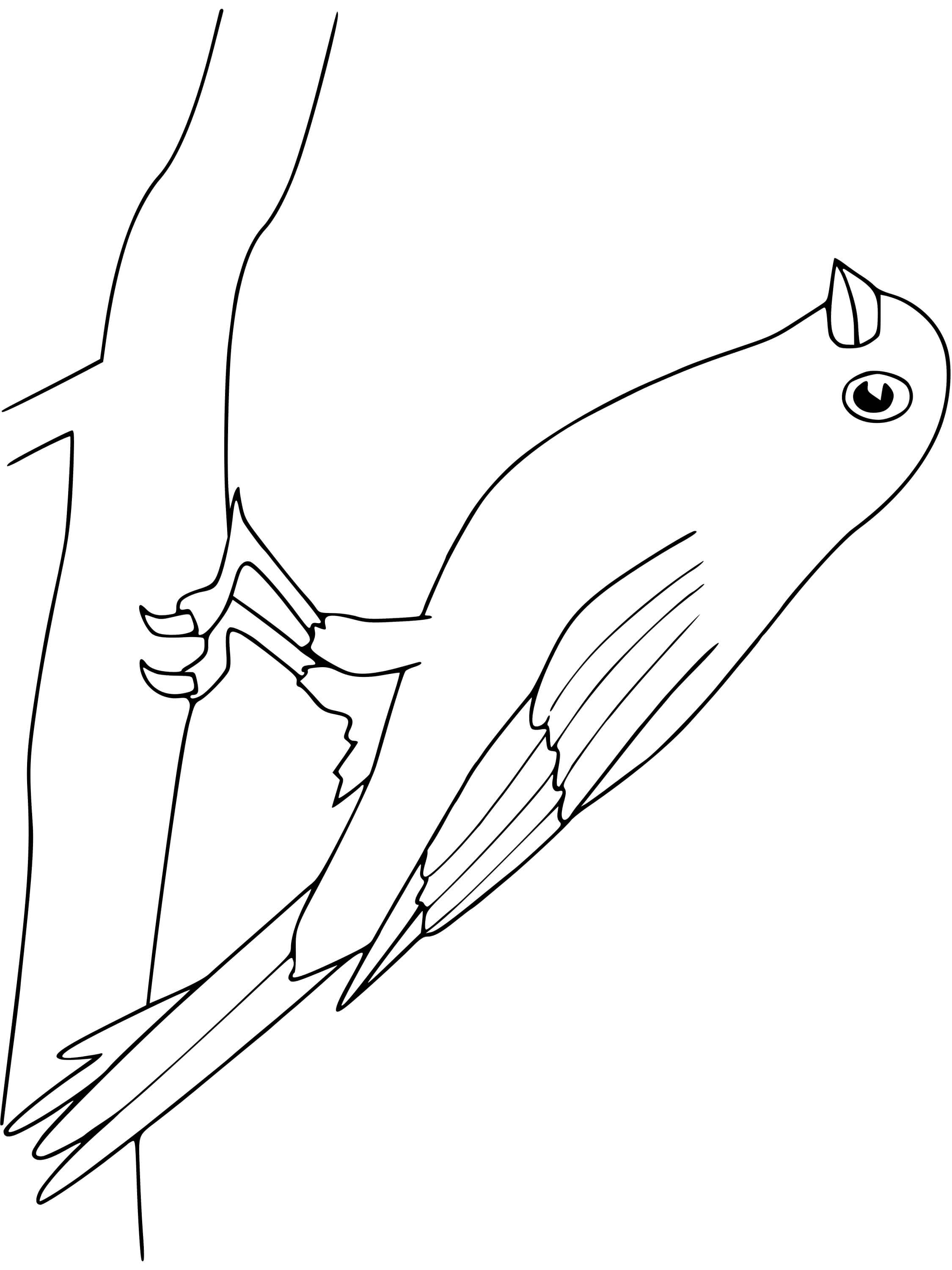 Coloriage Canari - Oiseau à imprimer