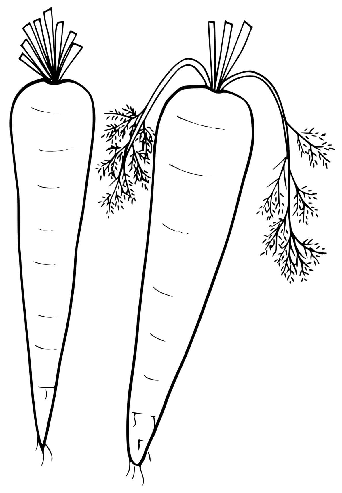 Coloriage Carotte Fraiche - Carotte à imprimer