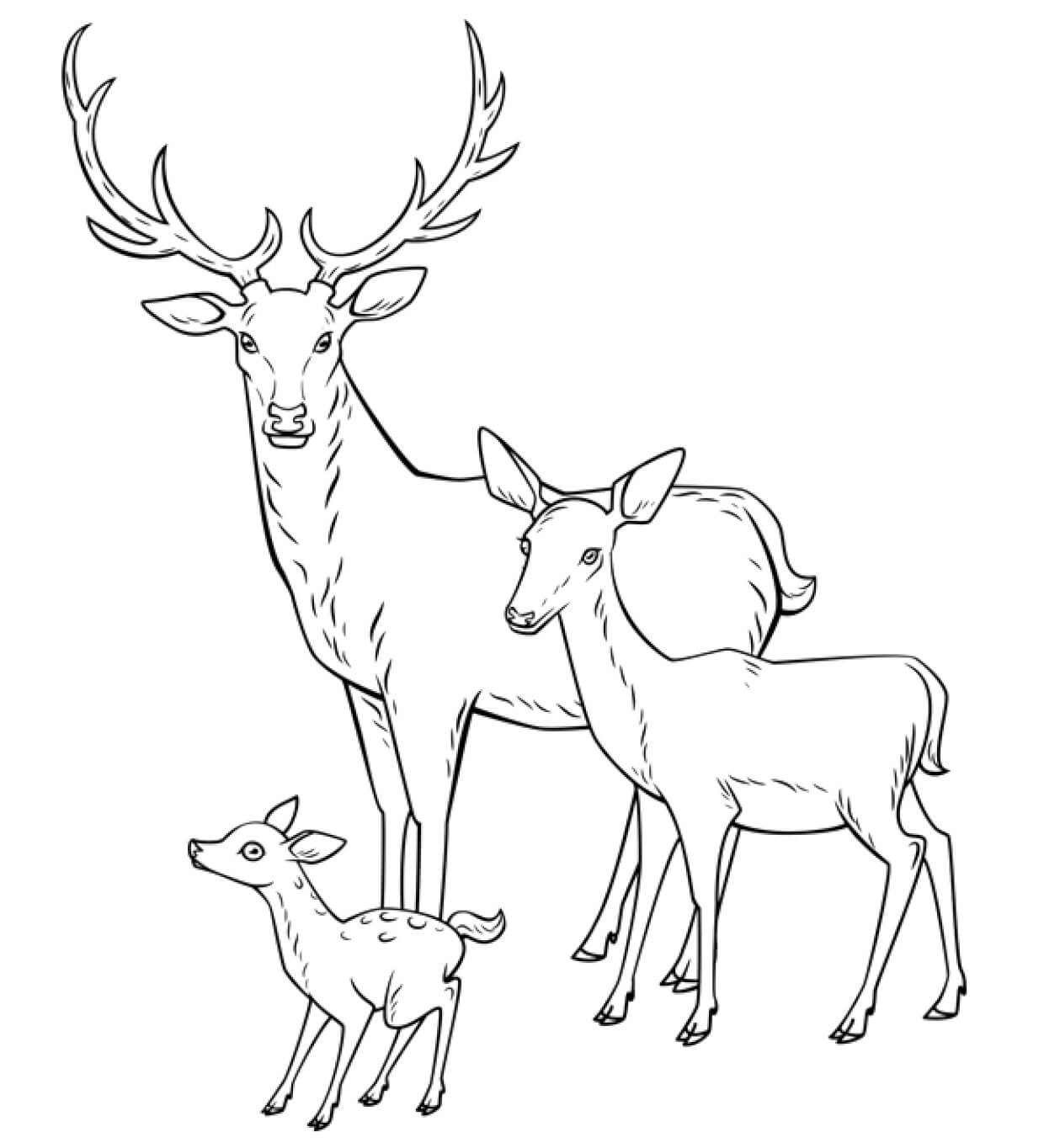 Coloriage Cerf Biche Faon Toute La Famille - Cerf biche faon à imprimer
