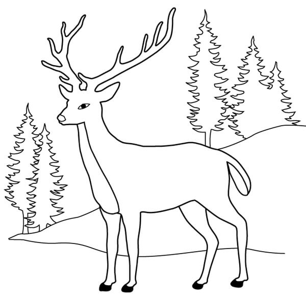 Coloriage Cerf Dans La Nature Avec Des Sapins - Cerf biche faon à imprimer