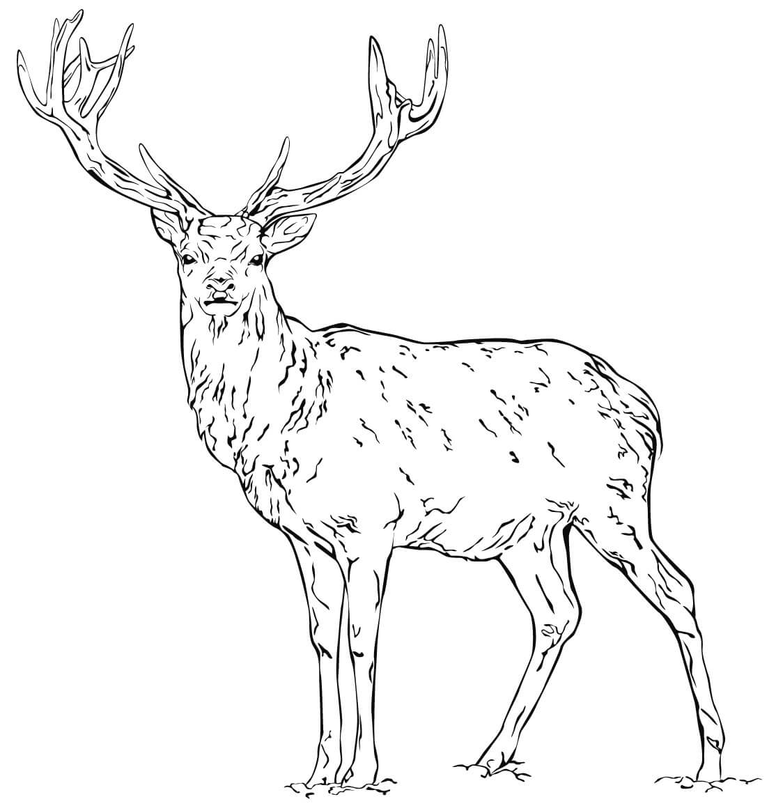 Coloriage Cerf Dans La Nature Réaliste - Cerf biche faon à imprimer