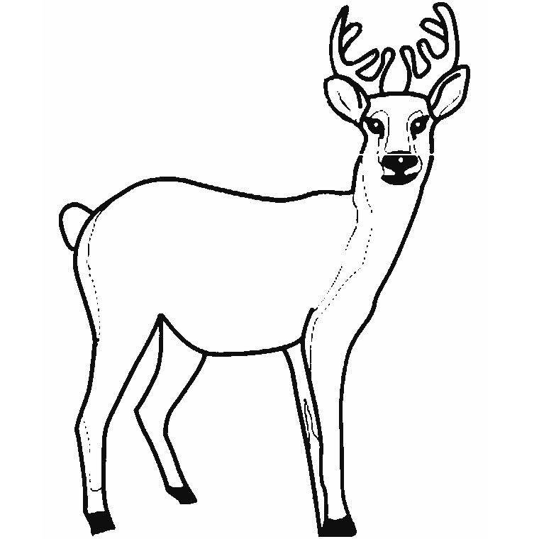Coloriage Cerf - Animaux à imprimer