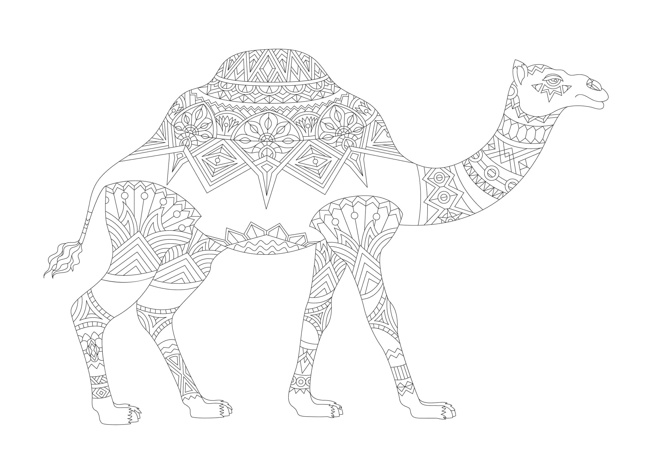 Coloriage Chameau Adulte Égypte - Égypte à imprimer
