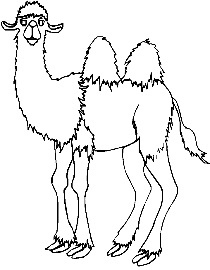Coloriage Chameau Qui Te Regarde - Animaux à imprimer