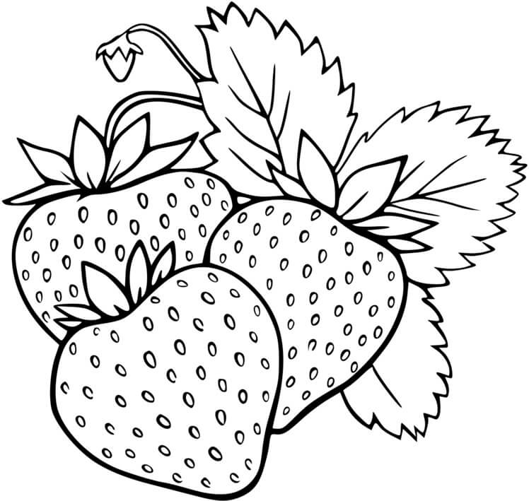 Coloriage Champs De Fraises Fruits - Fraise à imprimer