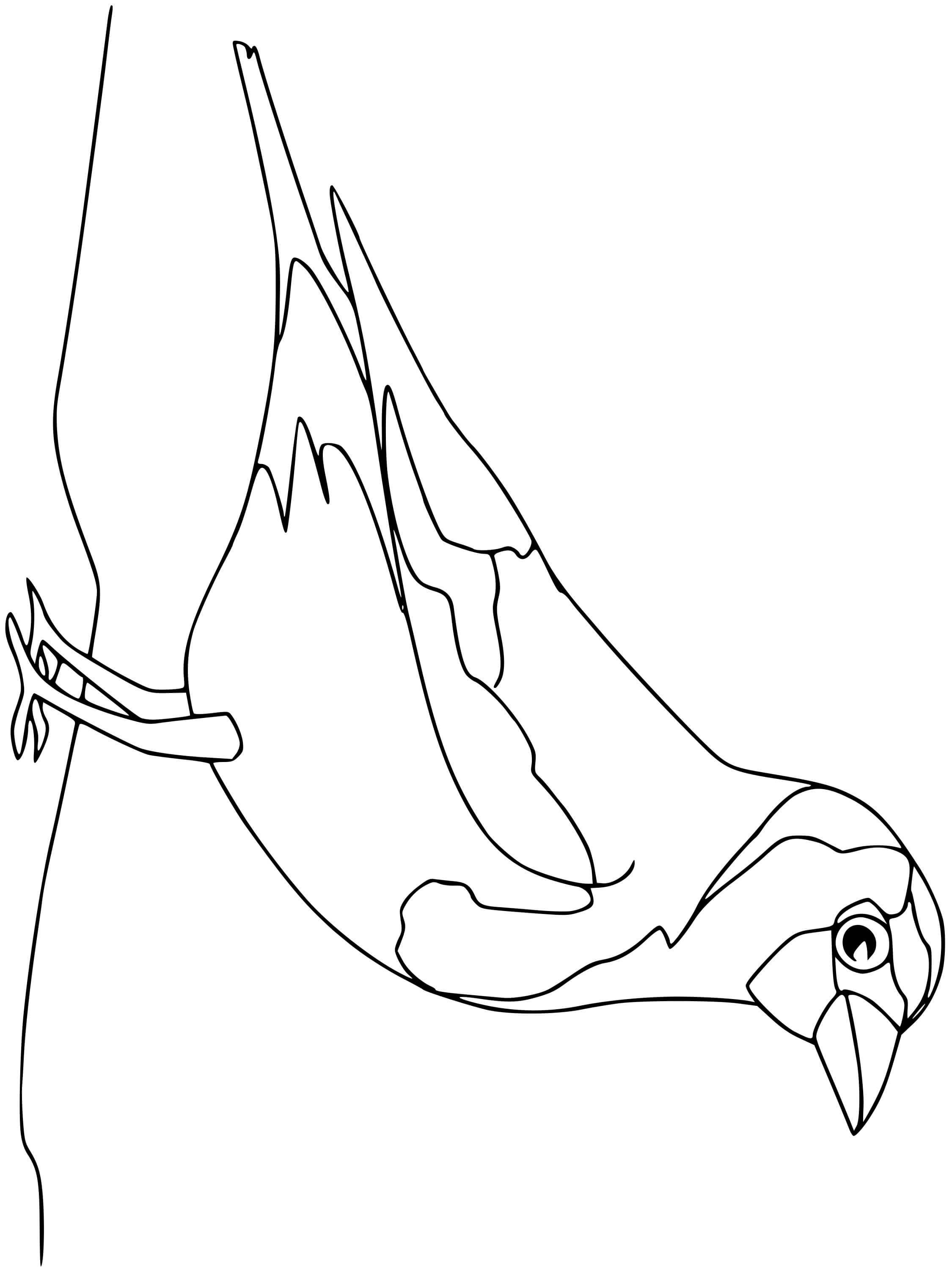 Coloriage Chardonneret Oiseau - Oiseau à imprimer