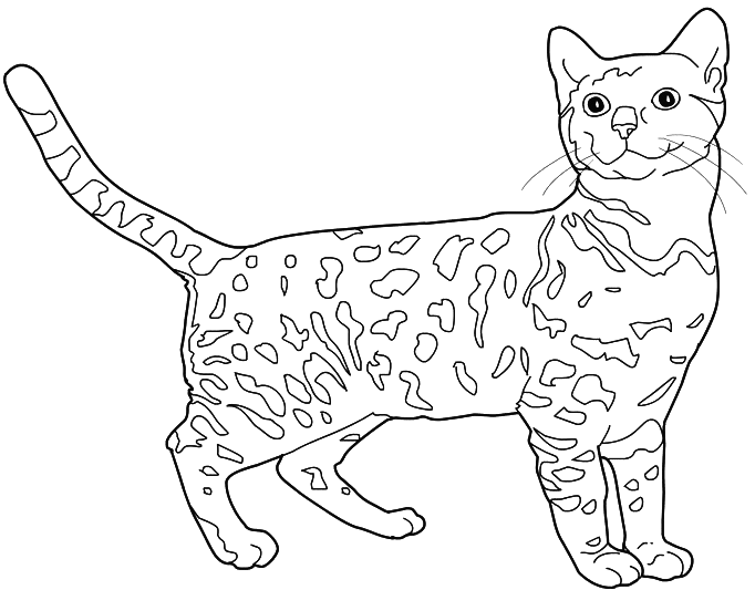 Coloriage Chat Bengal Chat Leopard - Chat à imprimer