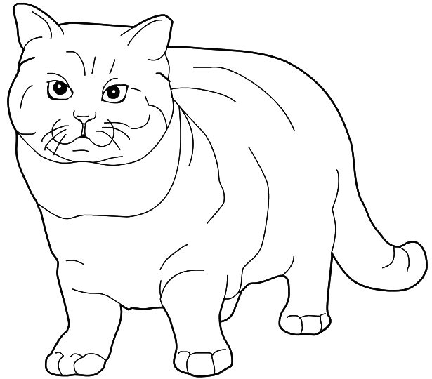Coloriage Chat British Shorthair - Chat à imprimer