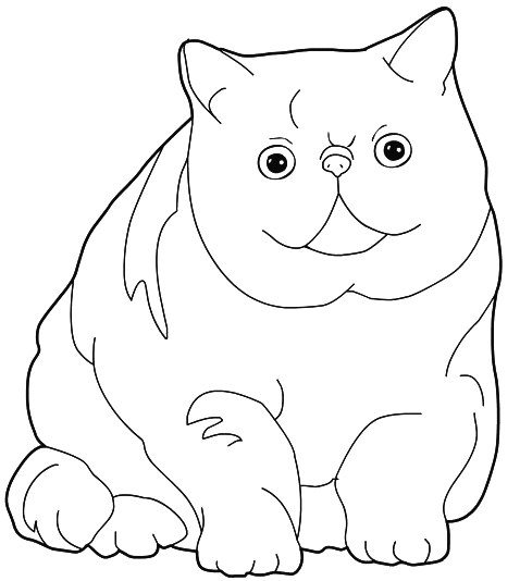 Coloriage Chat Exotic Shorthair - Chat à imprimer