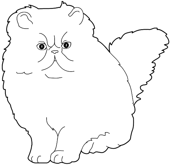 Coloriage Chat Himalayen Colorpoint - Chat à imprimer