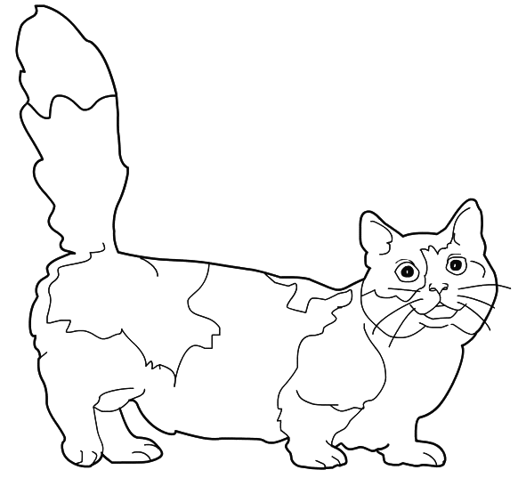 Coloriage Chat Munchkin - Chat à imprimer