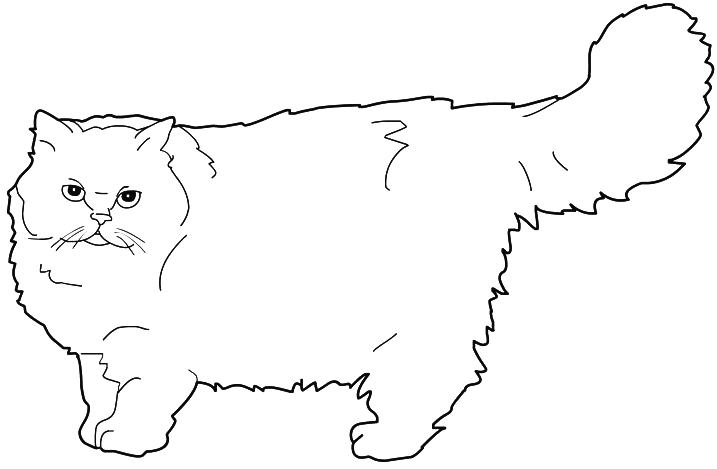 Coloriage Chat Persan - Chat à imprimer