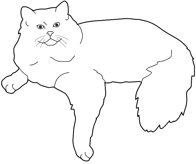Coloriage Chat Ragdoll - Chat à imprimer