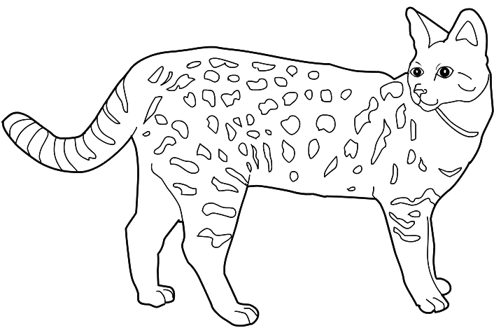Coloriage Chat Savannah - Chat à imprimer