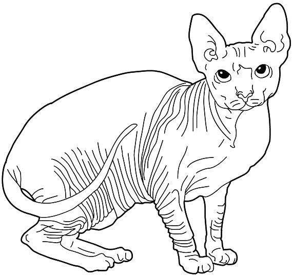Coloriage Chat Sphynx - Chat à imprimer