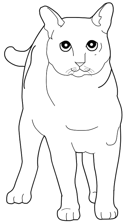 Coloriage Chat Tonkinois - Chat à imprimer