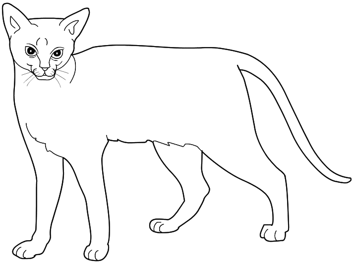 Coloriage Chat Abyssin Bunny Cat - Chat à imprimer