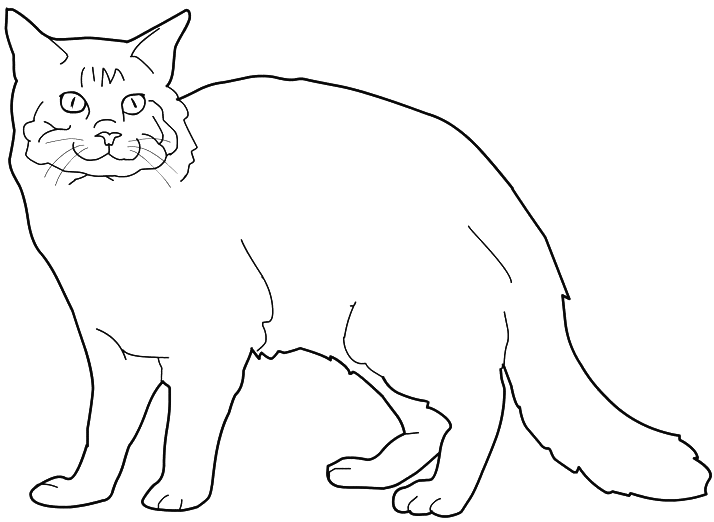 Coloriage Chat Maine Coon - Chat à imprimer