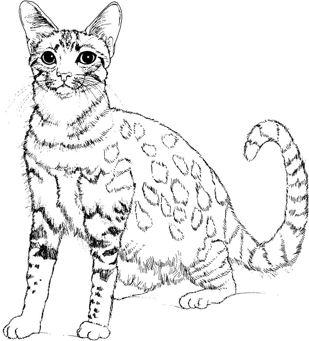 Coloriage Chat Réaliste - Chat à imprimer