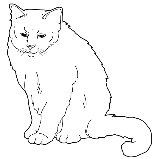 Coloriage Chat Sacre De Birmanie - Chat à imprimer