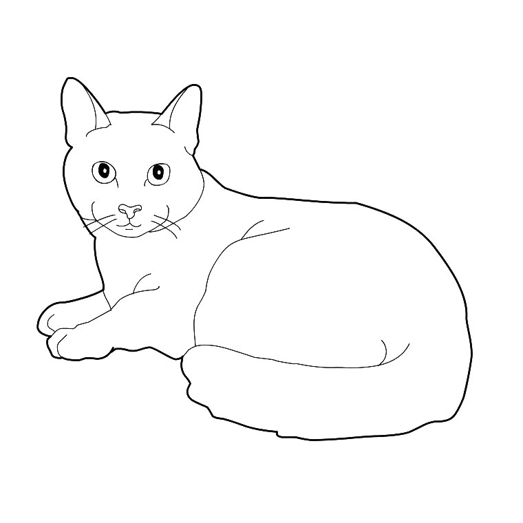 Coloriage Chaton Maine Coon - Chat à imprimer