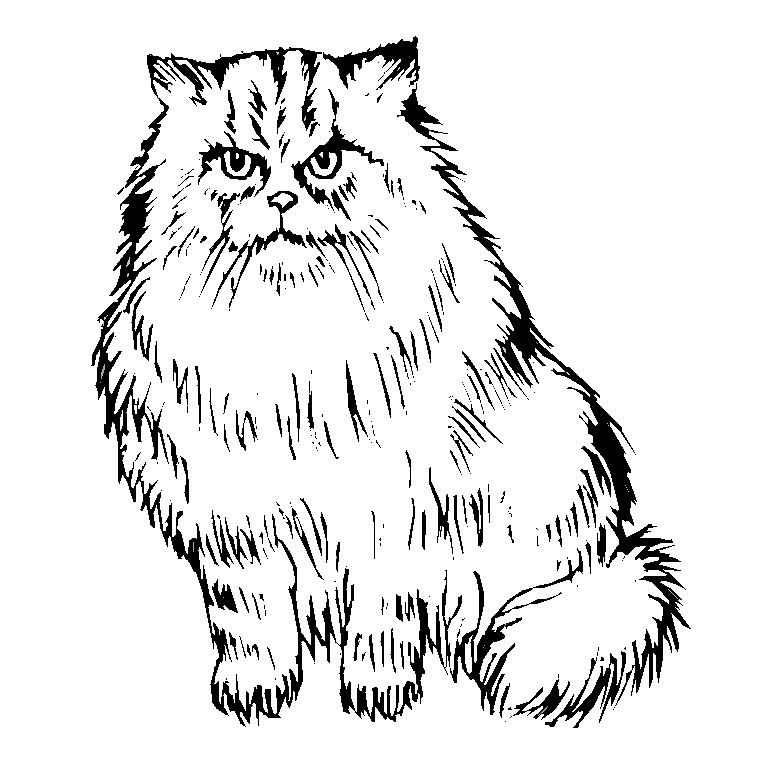 Coloriage Chaton Persan - Chat à imprimer