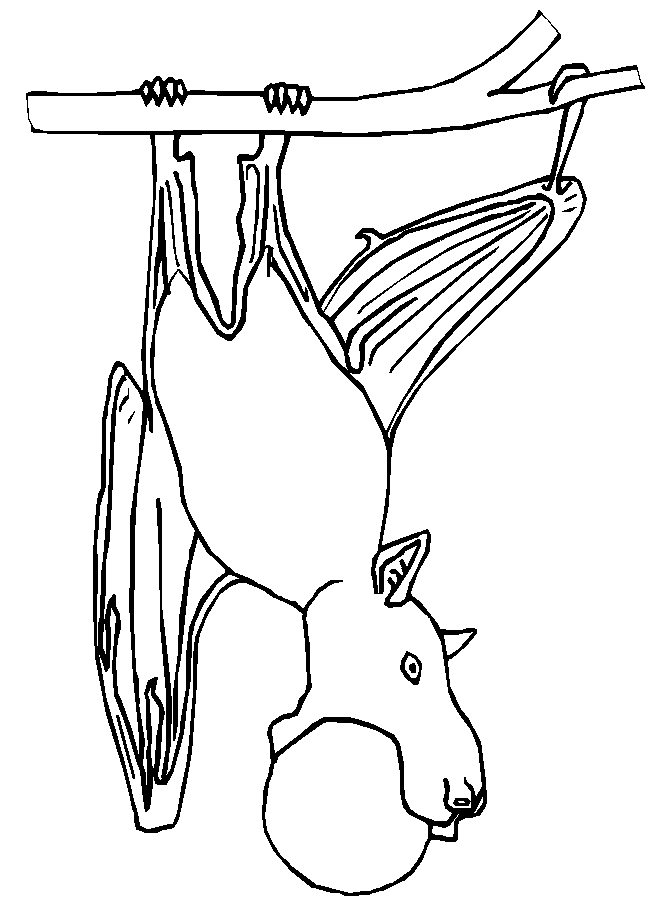 Coloriage Chauve Souris A L'Envers - Halloween chauve souris à imprimer