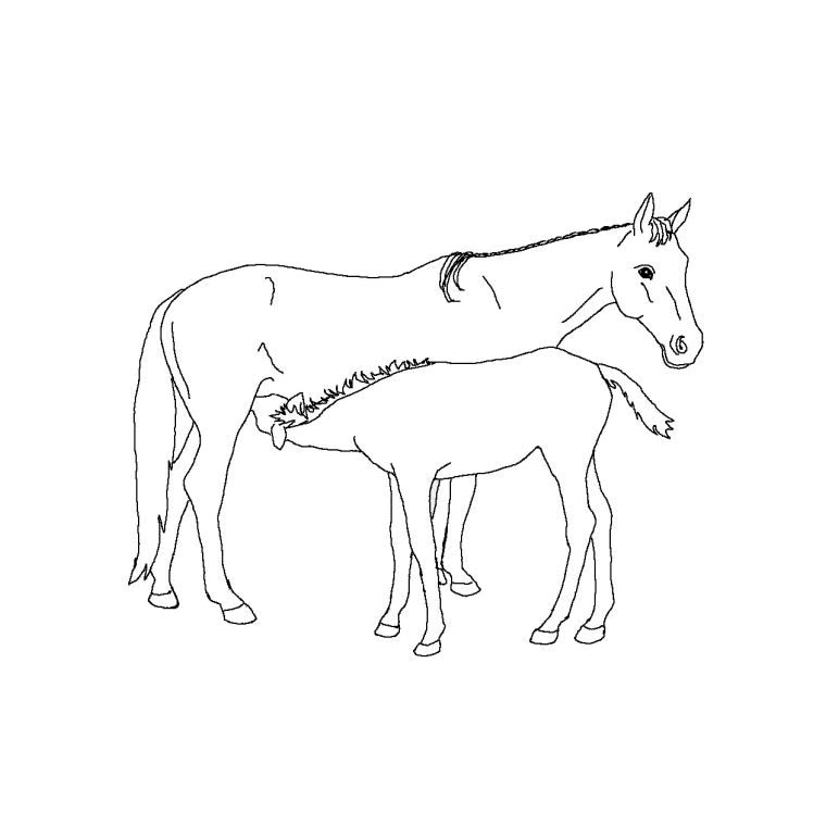 Coloriage Chevaux Poulain - Cheval à imprimer