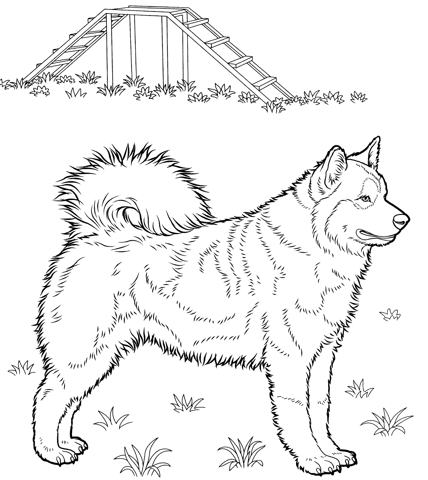 Coloriage Husky réaliste détaillé - Chien à imprimer