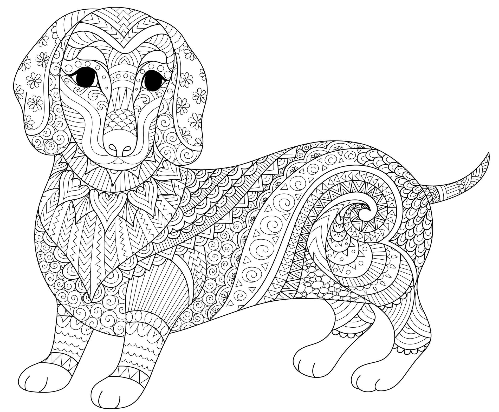 Coloriage Chien Saucisse Dachshund Teckel Mandala - Adulte à imprimer