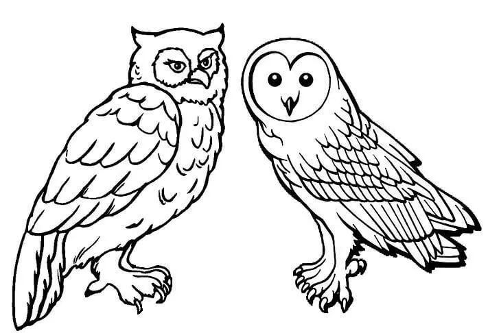 Coloriage Chouette Et Hibou Oiseau De Meme Famille - Chouette à imprimer