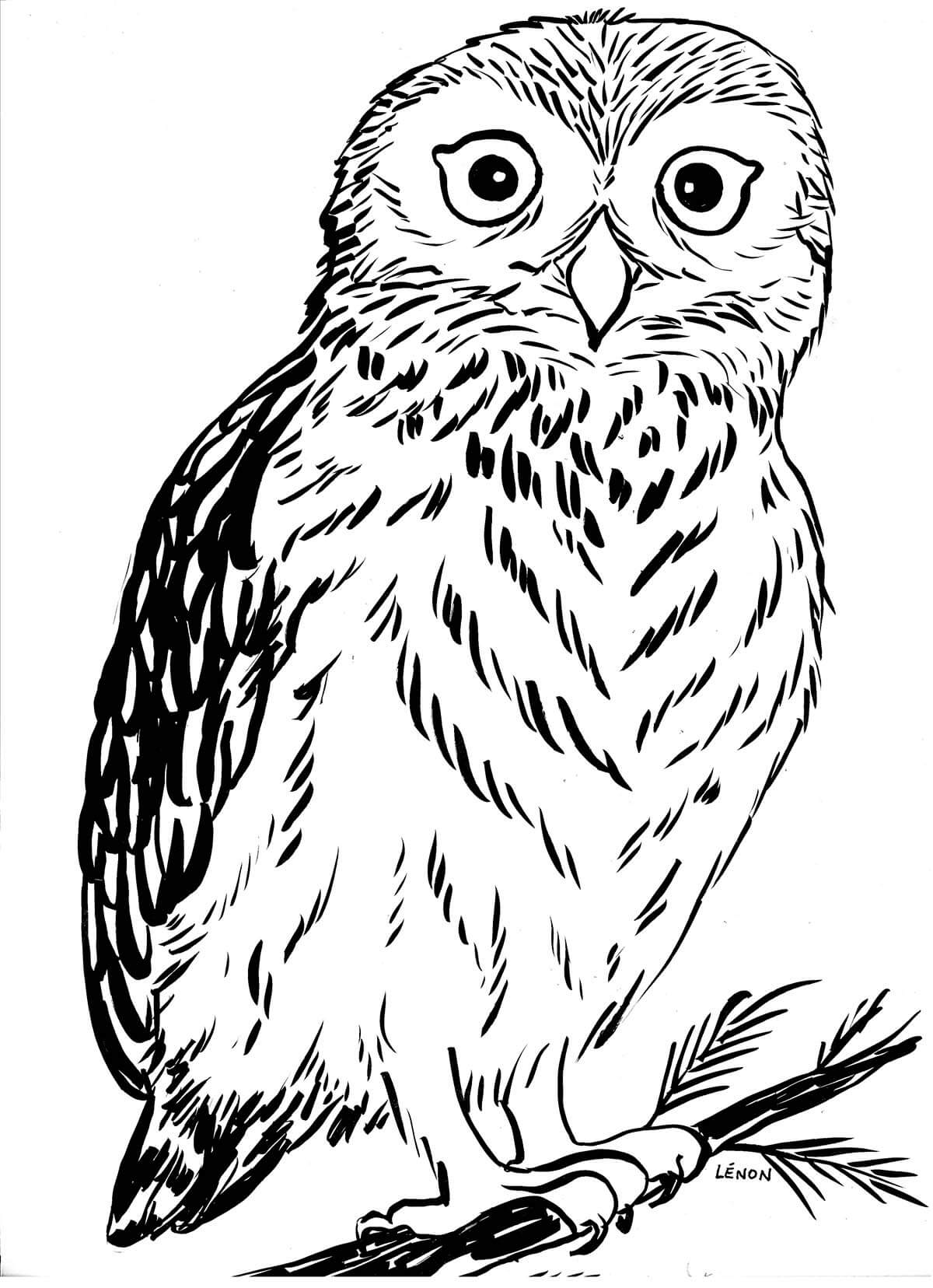 Coloriage Chouette Réaliste - Chouette à imprimer