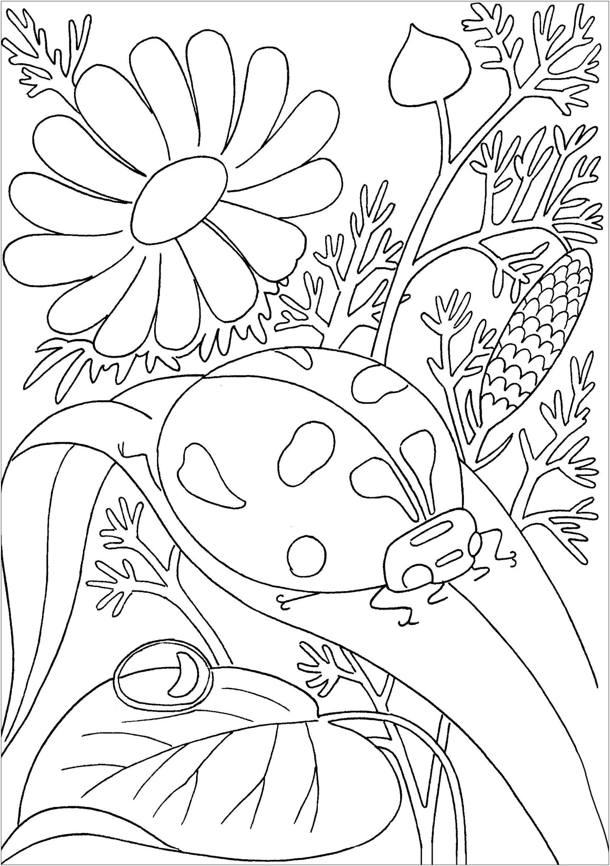 Coloriage Coccinelle Sur Feuille - Coccinelle à imprimer