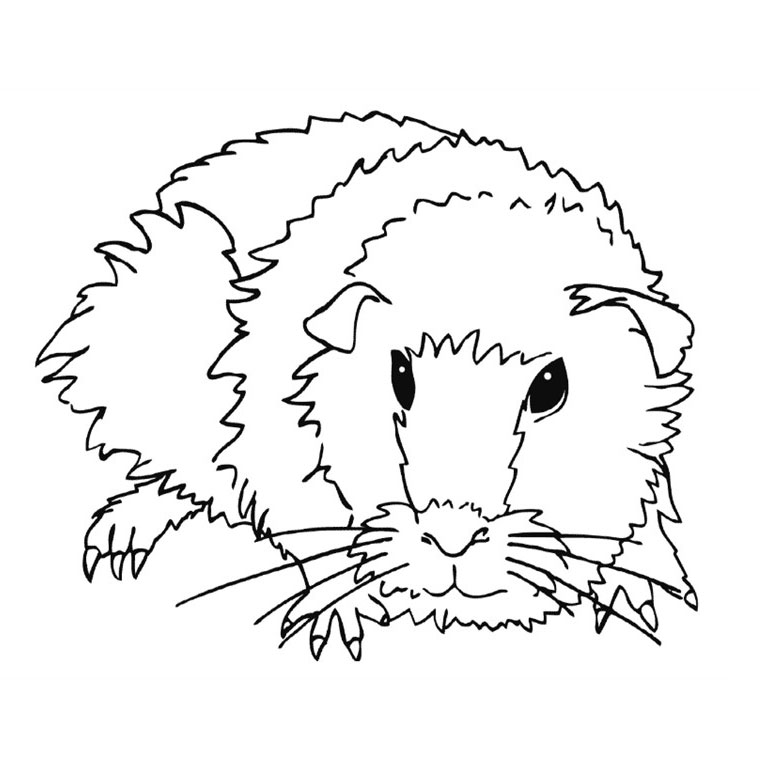 Coloriage Cochon D'Inde - Animaux à imprimer