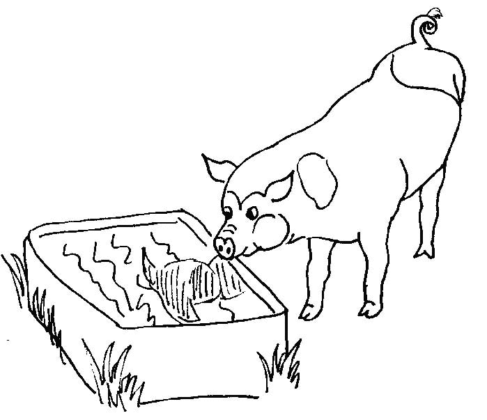 Coloriage Cochon Qui Regarde Son Reflet Dans L'Eau - Animaux à imprimer