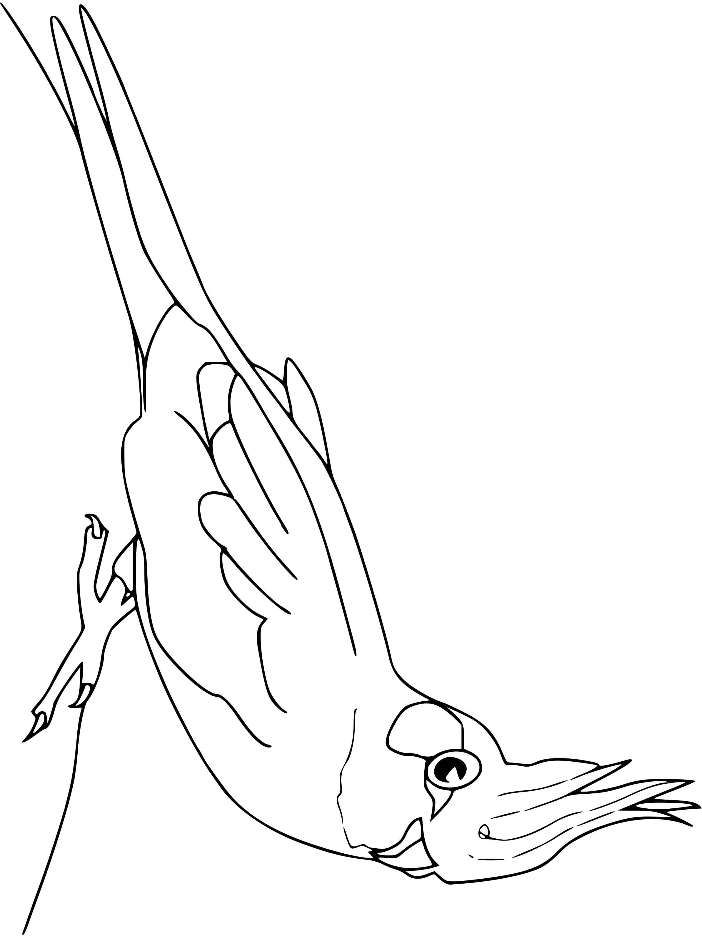 Coloriage Cockatiel Oiseau - Oiseau à imprimer