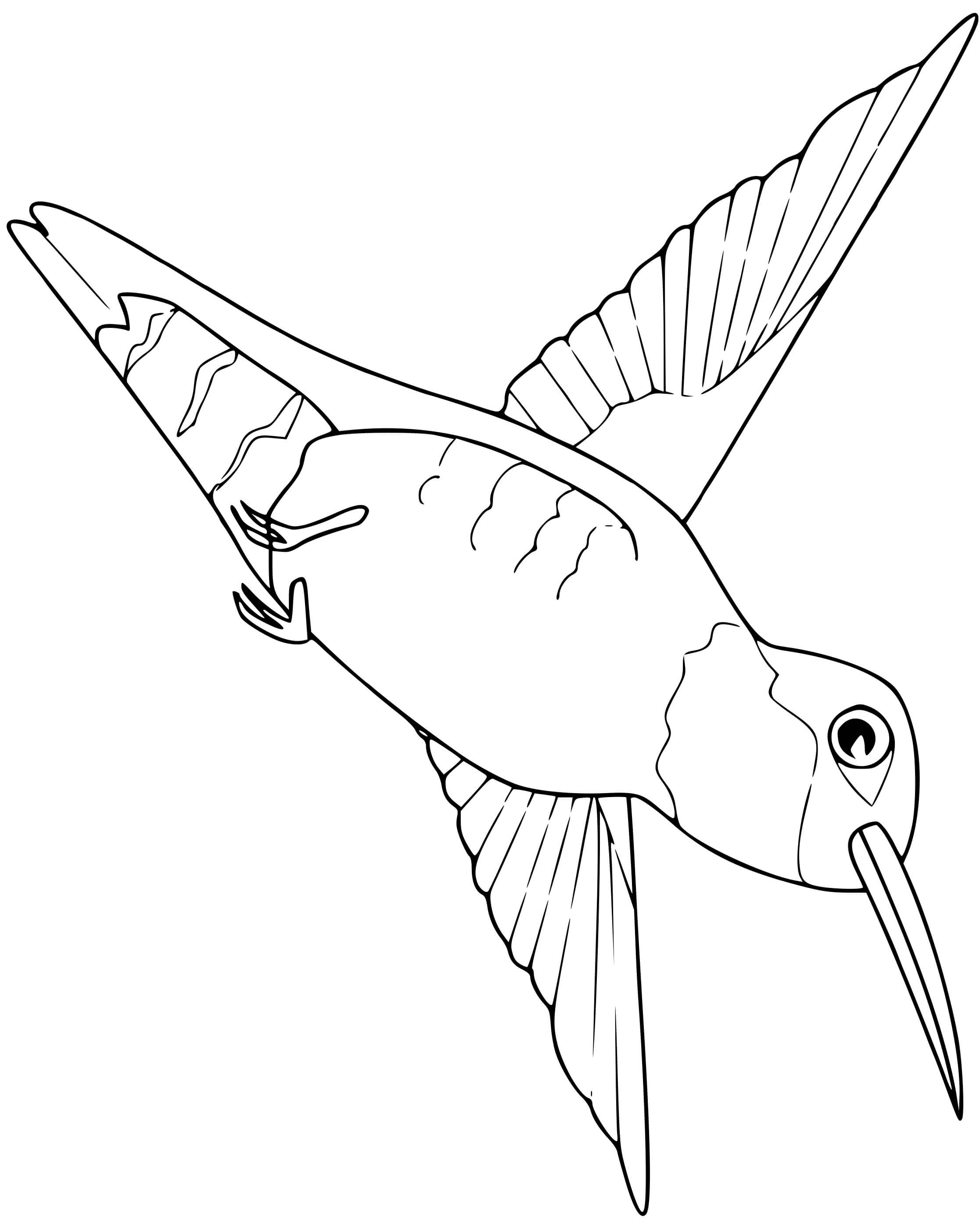 Coloriage Colibri Oiseau - Oiseau à imprimer