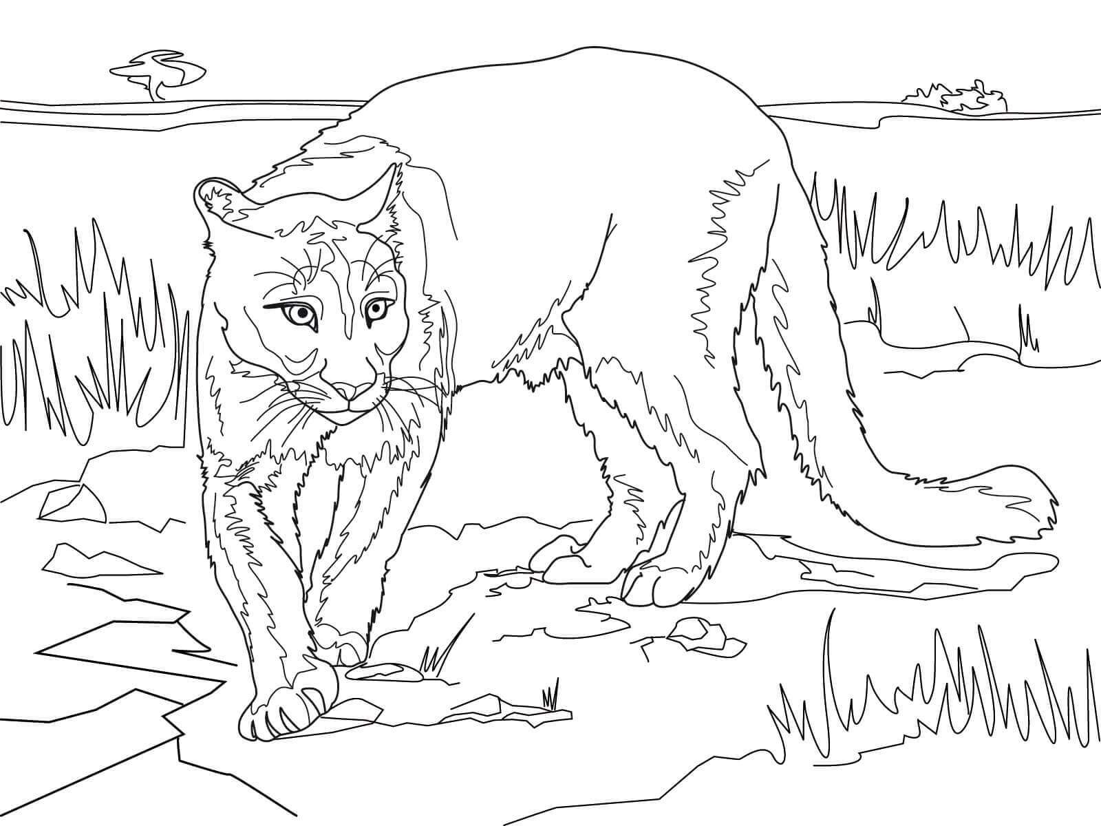 Coloriage Cougar Du Lamerique Du Sud - Puma à imprimer